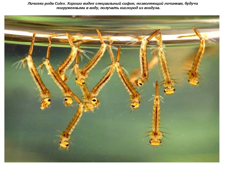   Личинки рода Culex. Хорошо виден специальный сифон, позволяющий личинкам, будучи погруженными в
