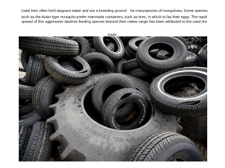   Used tires often hold stagnant water and are a breeding ground 