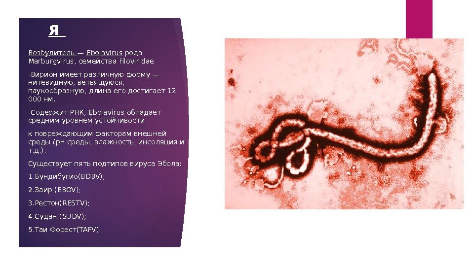 этиологи я  Возбудитель — Ebolavirus рода Marburgvirus, семейства Filoviridae -Вирион имеет различную форму