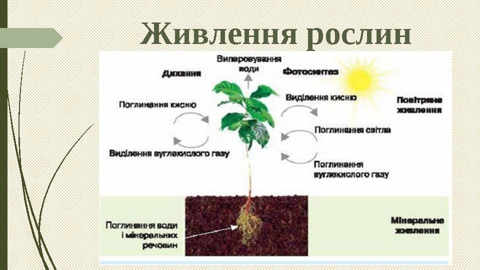 Живлення рослин   