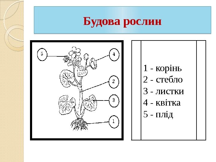 Будова рослин 1 - корінь 2 - стебло 3 - листки 4 - квітка