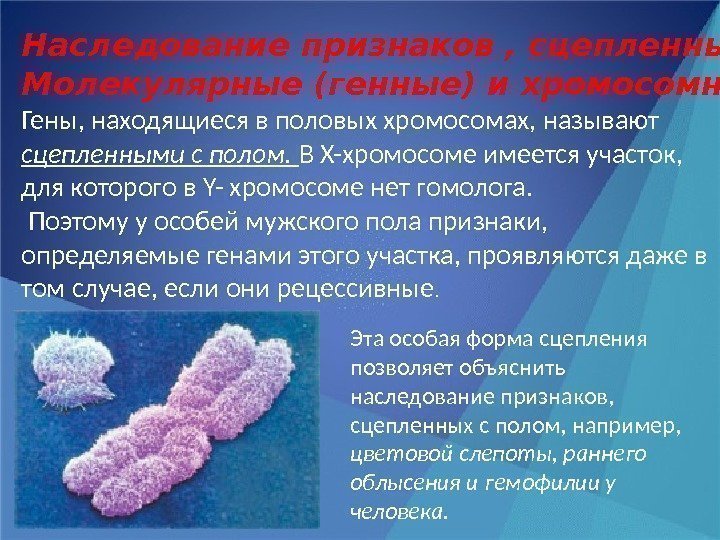 Наследование признаков , сцепленных с полом.  Молекулярные (генные) и хромосомные болезни Гены, находящиеся