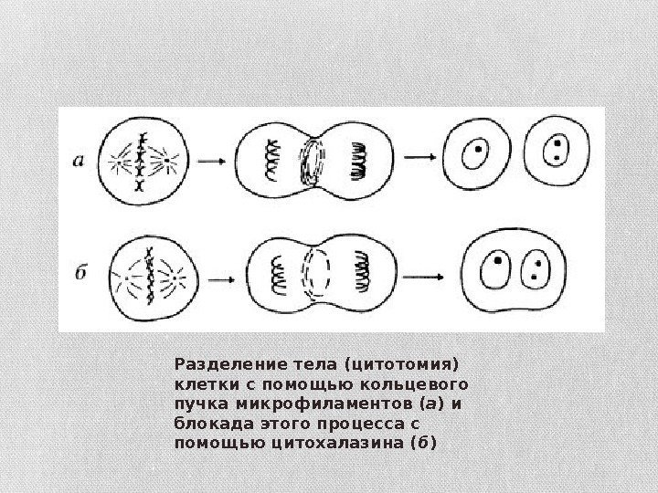 Разделение тела (цитотомия) клетки с помощью кольцевого пучка микрофиламентов ( а ) и блокада