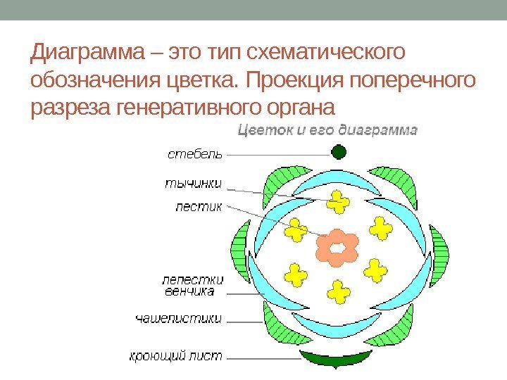 Диаграмма – это тип схематического обозначения цветка. Проекция поперечного разреза генеративного органа 