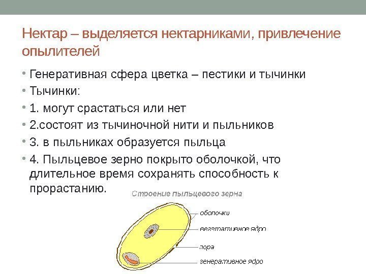 Нектар – выделяется нектарниками, привлечение опылителей • Генеративная сфера цветка – пестики и тычинки