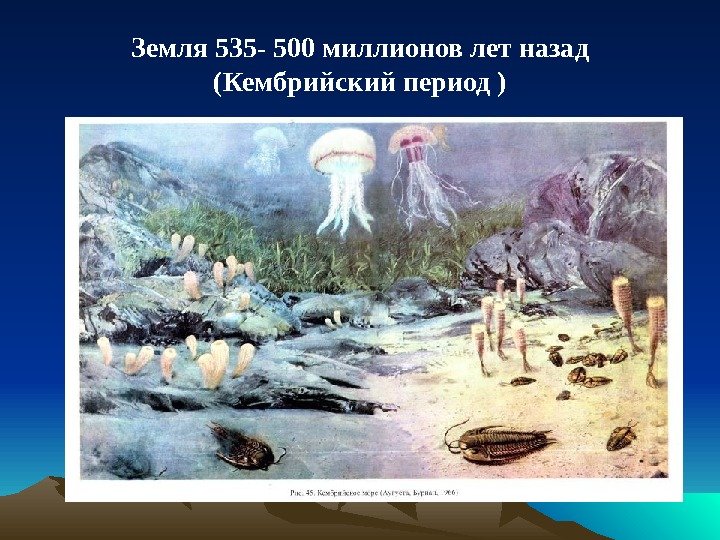 Земля 535 - 500 миллионов лет назад (Кембрийский период ) Кембрийское море 