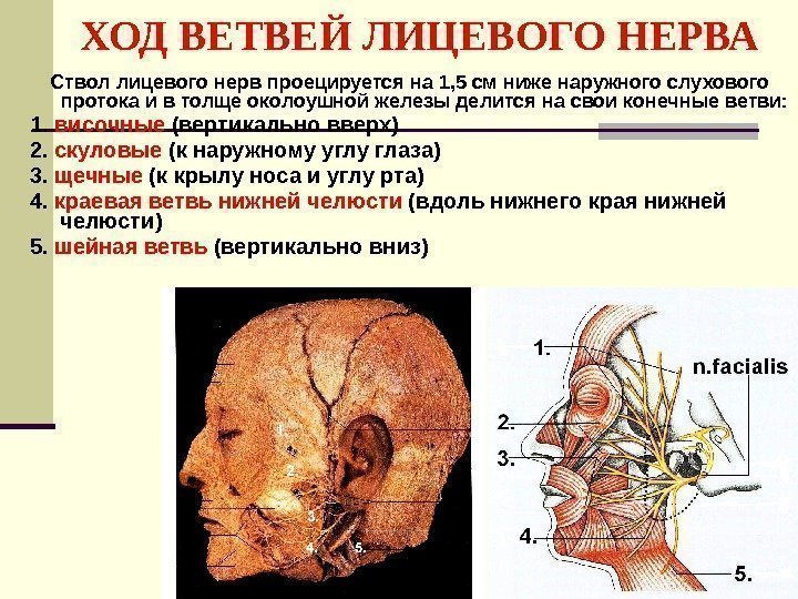   ХОД ВЕТВЕЙ ЛИЦЕВОГО НЕРВА Ствол лицевого нерв проецируется на 1, 5 см