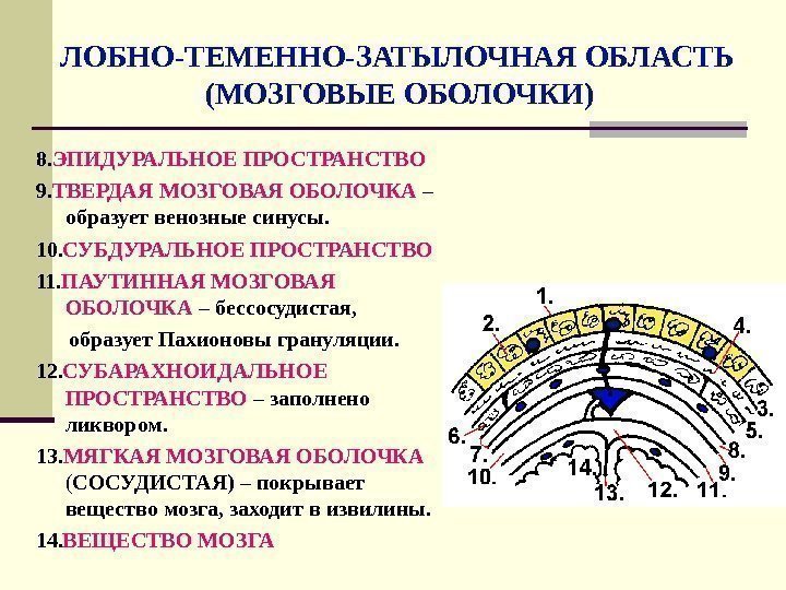   ЛОБНО-ТЕМЕННО-ЗАТЫЛОЧНАЯ ОБЛАСТЬ     (МОЗГОВЫЕ ОБОЛОЧКИ) 8. ЭПИДУРАЛЬНОЕ ПРОСТРАНСТВО 9.