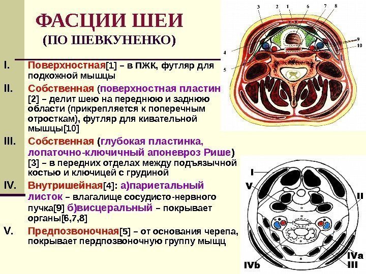   ФАСЦИИ ШЕИ (ПО ШЕВКУНЕНКО) I. Поверхностная [1] – в ПЖК, футляр для