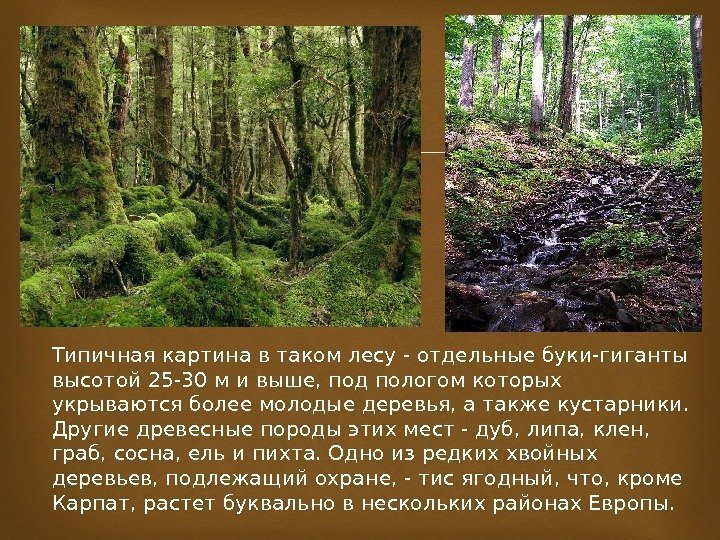  Типичная картина в таком лесу - отдельные буки-гиганты высотой 25 -30 м и