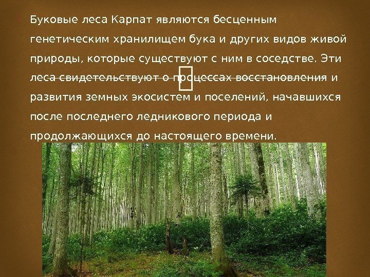  Буковые леса Карпат являются бесценным генетическим хранилищембукаи других видов живой природы, которые существуют