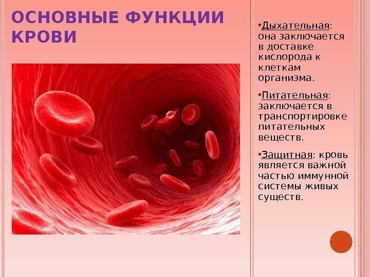 ОСНОВНЫЕ ФУНКЦИИ КРОВИ • Дыхательная :  она заключается в доставке кислорода к клеткам