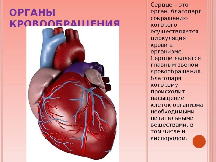 ОРГАНЫ КРОВООБРАЩЕНИЯ Сердце – это орган, благодаря сокращению которого осуществляется циркуляция крови в организме.