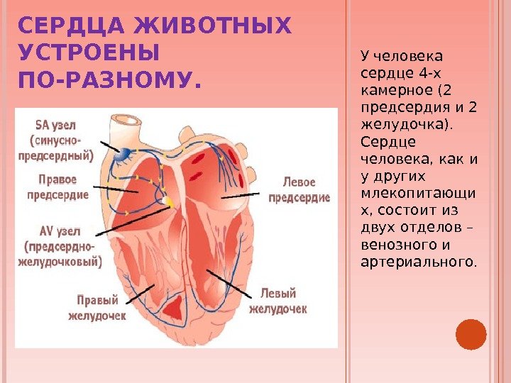 СЕРДЦА ЖИВОТНЫХ УСТРОЕНЫ ПО-РАЗНОМУ. У человека сердце 4 -х камерное (2 предсердия и 2