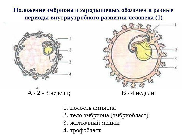 Положение эмбриона и зародышевых оболочек в разные периоды внутриутробного развития человека (1)  