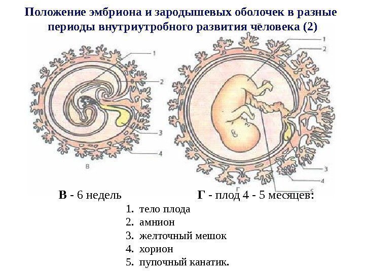 Положение эмбриона и зародышевых оболочек в разные периоды внутриутробного развития человека (2)  