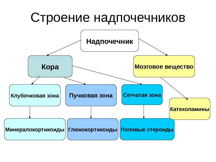 Строение надпочечников    Надпочечник Кора Мозговое вещество Клубочковая зона Пучковая зона Сетчатая