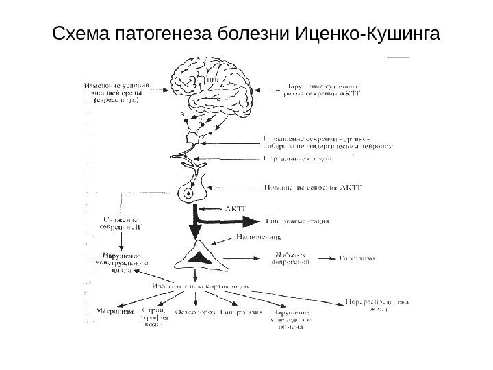 Схема патогенеза болезни Иценко-Кушинга 