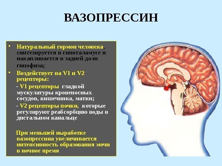 ВАЗОПРЕССИН • Натуральный гормон человека ,  синтезируется в гипоталамусе и накапливается в задней