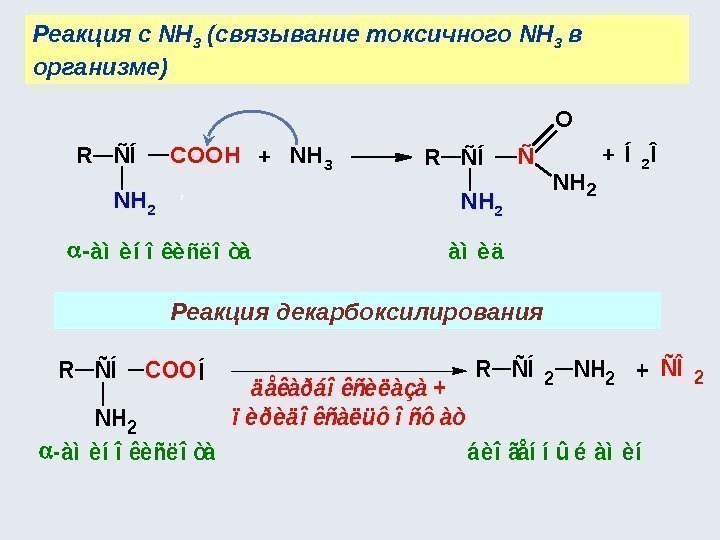 Реакция с NH 3 (связывание токсичного NH 3 в организме ) Реакция декарбоксилированияÑÍCOOHR NH