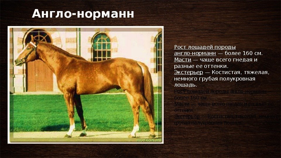 Англо-норманн Рост лошадей породы англо-норманн — более 160 см. Масти — чаще всего гнедая