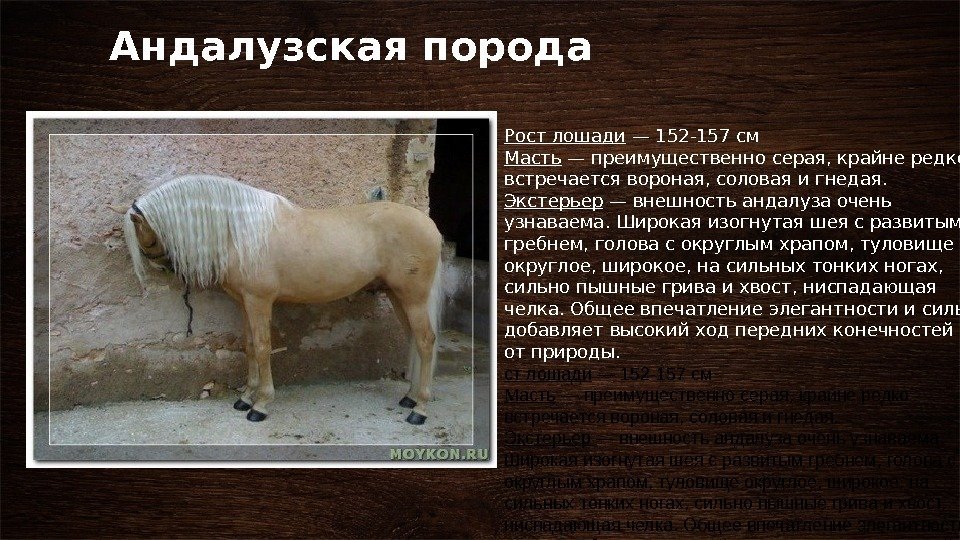 Андалузская порода Рост лошади — 152 -157 см Масть — преимущественно серая, крайне редко