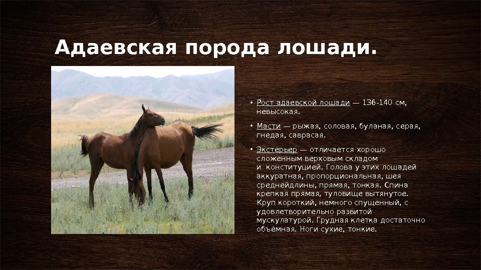 Адаевская порода лошади.  • Рост адаевской лошади — 136 -140 см,  невысокая.