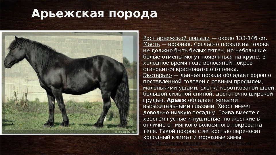 Арьежская порода Рост арьежской лошади — около 133 -146 см. Масть — вороная. Согласно