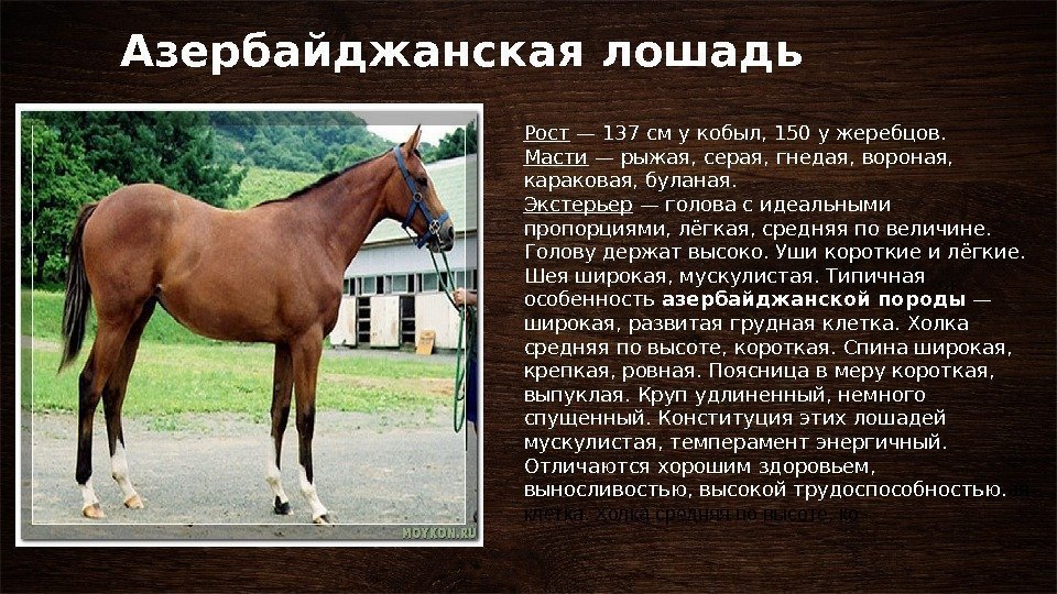 Азербайджанская лошадь Рост — 137 см у кобыл, 150 у жеребцов. Масти — рыжая,