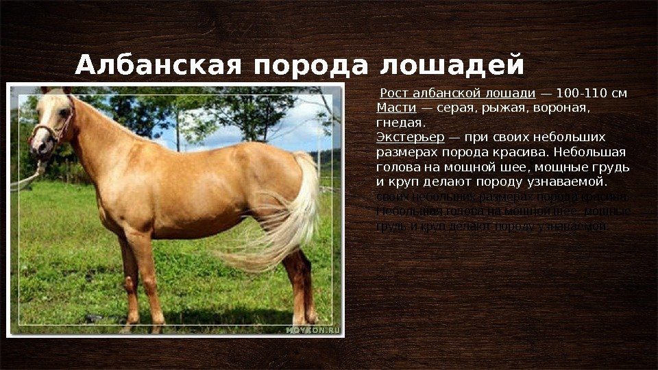 Албанская порода лошадей  Рост албанской лошади — 100 -110 см Масти — серая,