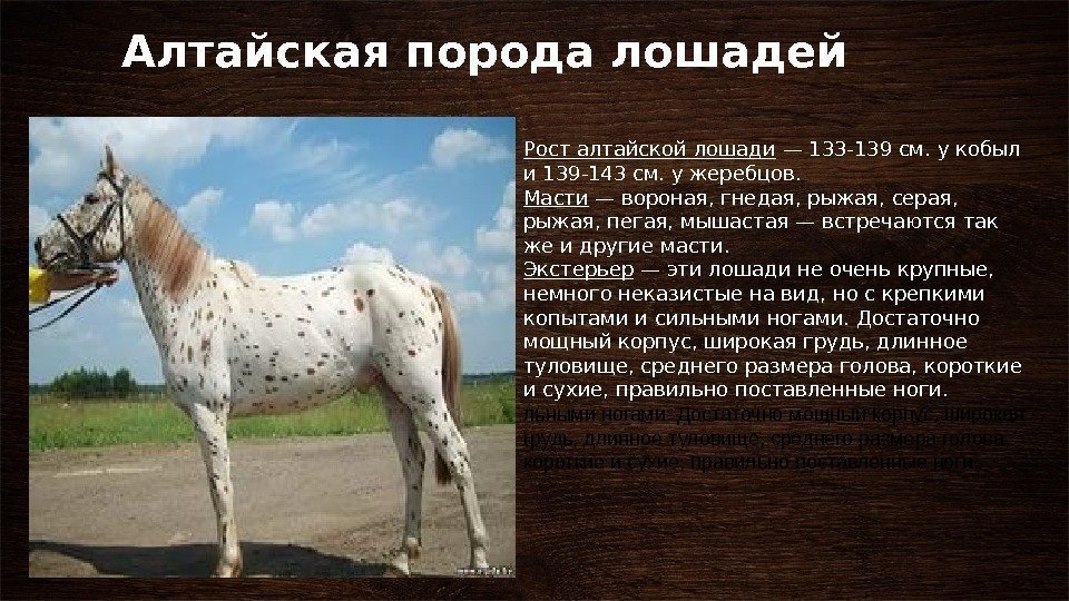 Алтайская порода лошадей Рост алтайской лошади — 133 -139 см. у кобыл и 139