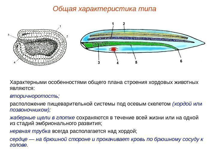 Общая характеристика типа Характерными особенностями общего плана строения хордовых животных являются: вторичноротость ; расположение