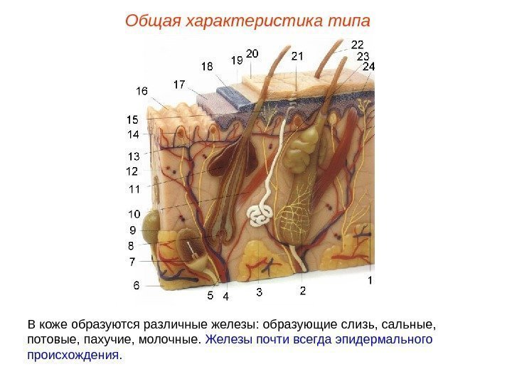 Общая характеристика типа В коже образуются различные железы: образующие слизь, сальные,  потовые, пахучие,