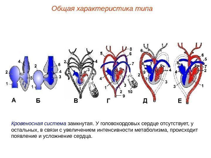 Общая характеристика типа Кровеносная система замкнутая. У головохордовых сердце отсутствует, у остальных, в связи