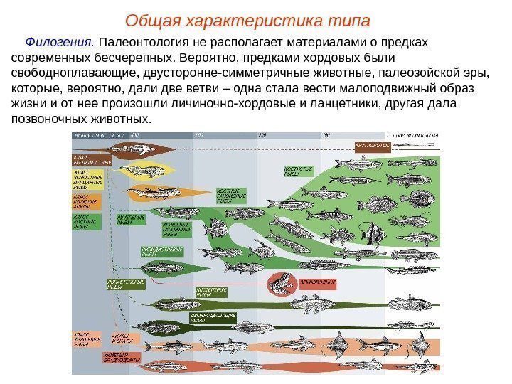 Общая характеристика типа Филогения.  Палеонтология не располагает материалами о предках современных бесчерепных. Вероятно,