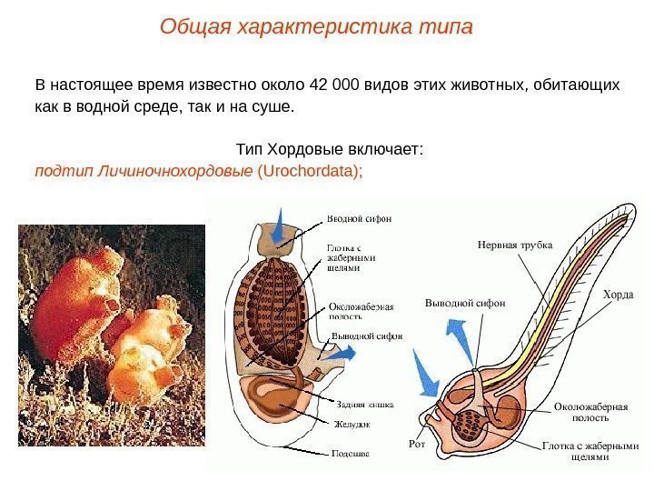 Общая характеристика типа В настоящее время известно около 42 000 видов этих животных, обитающих