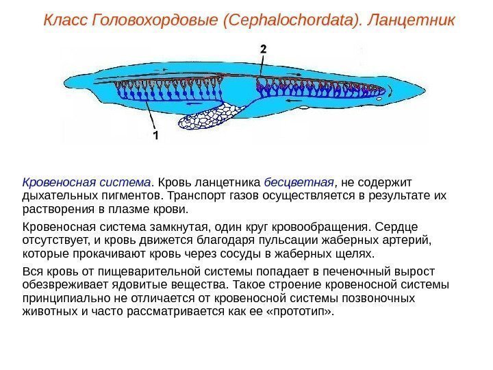 Класс Головохордовые (Cephalochordata). Ланцетник Кровеносная система.  Кровь ланцетника бесцветная , не содержит дыхательных