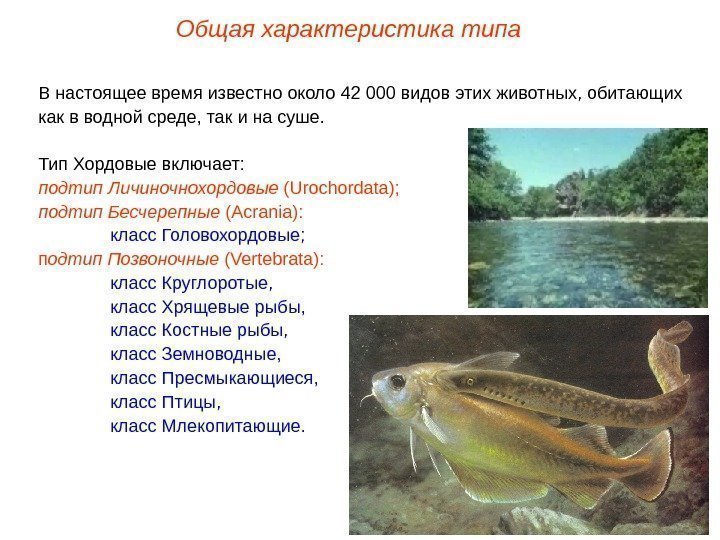 Общая характеристика типа В настоящее время известно около 42 000 видов этих животных, обитающих