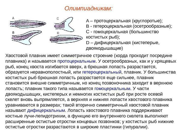 Олимпиадникам: Хвостовой плавник имеет симметричное строение (хорда проходит посредине плавника) и называется протоцеркальным. У