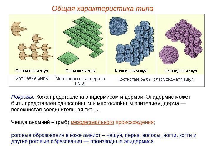 Общая характеристика типа Покровы.  Кожа представлена эпидермисом и дермой. Эпидермис может быть представлен