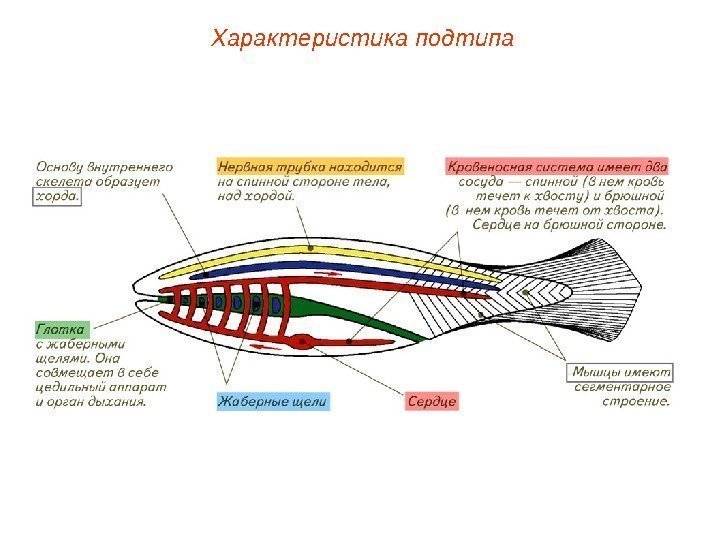 Характеристика подтипа 