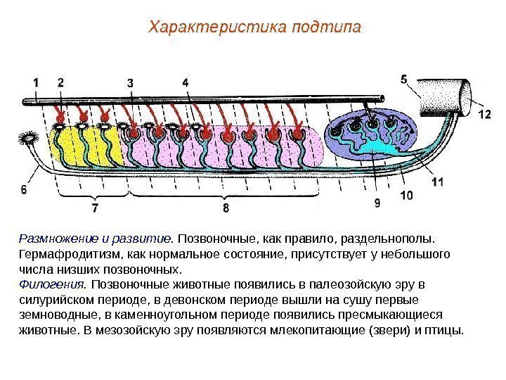 Характеристика подтипа Размножение и развитие.  Позвоночные, как правило, раздельнополы.  Гермафродитизм, как нормальное