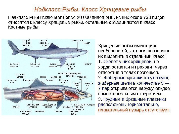 Надкласс Рыбы. Класс Хрящевые рыбы Надкласс Рыбы включает более 20 000 видов рыб, из