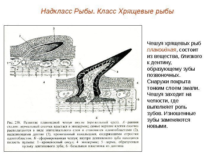 Надкласс Рыбы. Класс Хрящевые рыбы Чешуя хрящевых рыб плакоидная , состоит из вещества, близкого