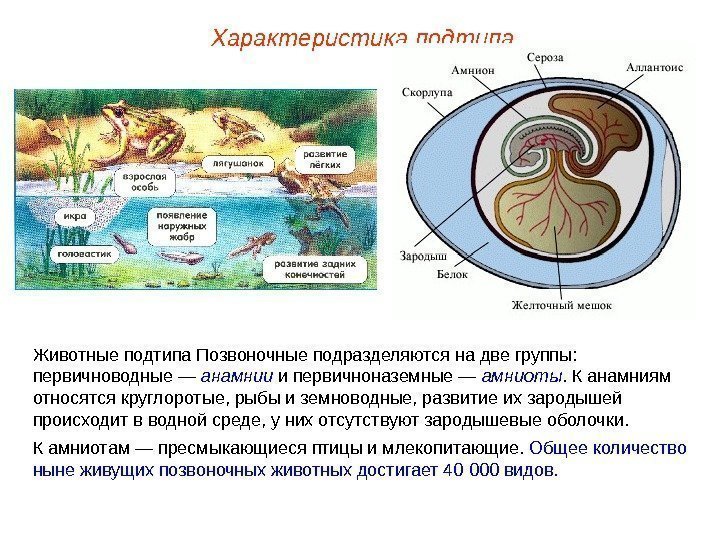 Характеристика подтипа Животные подтипа Позвоночные подразделяются на две группы:  первичноводные — анамнии и