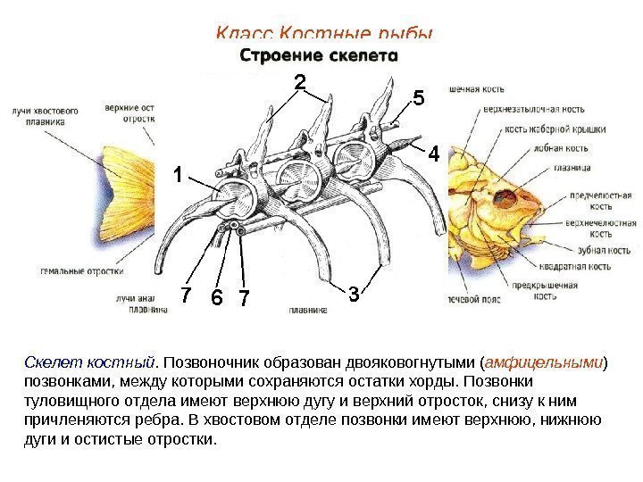 Класс Костные рыбы Скелет  костный. Позвоночник образован двояковогнутыми ( амфицельными ) позвонками, между