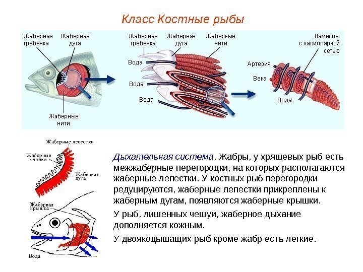 Класс Костные рыбы Дыхательная система.  Жабры, у хрящевых рыб есть межжаберные перегородки, на