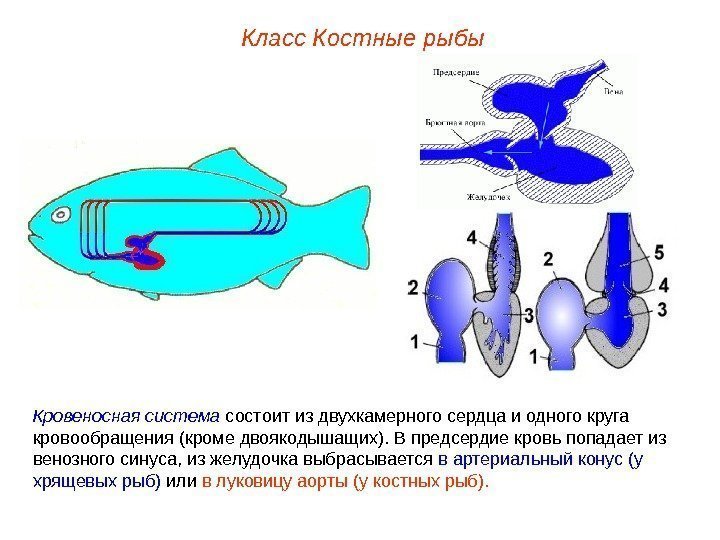 Класс Костные рыбы Кровеносная система состоит из двухкамерного сердца и одного круга кровообращения (кроме