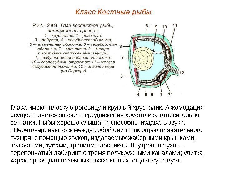 Класс Костные рыбы Глаза имеют плоскую роговицу и круглый хрусталик. Аккомодация осуществляется за счет