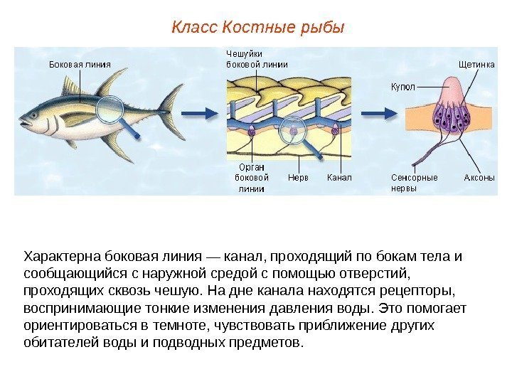 Класс Костные рыбы Характерна боковая линия — канал, проходящий по бокам тела и сообщающийся